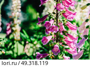 Pink Digitalis Foxgloves Plant Flowers In Garden. Стоковое фото, агентство Ingram Publishing / Фотобанк Лори