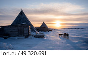Traditional indigenous settlement in permafrost with wooden cabins, huskies, and icy terrain under a pale winter sun. Life in permafrost conditions, climate change problems on the planet. Global warming. Стоковое AI-изображение, AI-художник ALLA YURTAYEVA / Фотобанк Лори