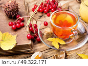 warming autumn tea. cup of berry tea with a mulberry on background with autumn leaves. Стоковое фото, агентство Ingram Publishing / Фотобанк Лори