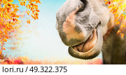 Close up of Funny horse face with open mouth at autumn nature background with foliage. Стоковое фото, агентство Ingram Publishing / Фотобанк Лори