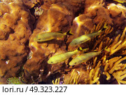 Mesoamerican barrier Great Mayan Reef grunt fishes in Riviera Maya Mexico. Стоковое фото, агентство Ingram Publishing / Фотобанк Лори