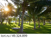 Cancun Mexico Kukulcan boulevard palm trees at Hotel Zone in Mexico. Стоковое фото, агентство Ingram Publishing / Фотобанк Лори