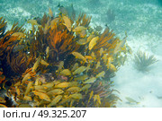 Mesoamerican barrier Great Mayan Reef grunt fishes in Riviera Maya Mexico. Стоковое фото, агентство Ingram Publishing / Фотобанк Лори