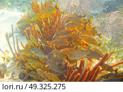 Mesoamerican barrier Great Mayan Reef grunt fishes in Riviera Maya Mexico. Стоковое фото, агентство Ingram Publishing / Фотобанк Лори