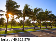 Cancun Mexico Kukulcan boulevard palm trees at Hotel Zone in Mexico. Стоковое фото, агентство Ingram Publishing / Фотобанк Лори