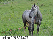 Лошадь на лугу. Стоковое фото, фотограф Лариса Вишневская / Фотобанк Лори