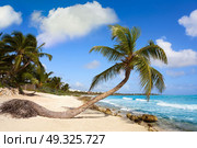 Akumal coconut palm tree beach in Riviera Maya of Mayan Mexico. Стоковое фото, агентство Ingram Publishing / Фотобанк Лори