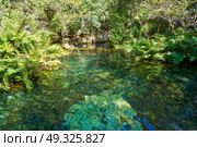 Cenote in Riviera Maya of Mayan Mexico sinkhole exposing groundwater. Стоковое фото, агентство Ingram Publishing / Фотобанк Лори