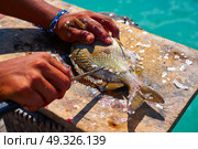 white grunt fish unwind in Caribbean at Mayan Riviera of Mexico. Стоковое фото, агентство Ingram Publishing / Фотобанк Лори