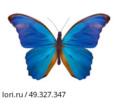 Blue Butterfly Isolated on White Realistic Vector Illustration EPS10. Blue Butterfly Isolated on White Realistic Vector Illustration. Стоковая иллюстрация, агентство Ingram Publishing / Фотобанк Лори