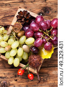 Autumn still life with grapes.. Autumn grapes in a wooden box with autumnal attributes. Стоковое фото, агентство Ingram Publishing / Фотобанк Лори