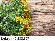 bouquet blooming medicinal herb. tutsan medicinal useful wild plant on a wooden background. Стоковое фото, агентство Ingram Publishing / Фотобанк Лори