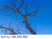 dry tree on background of blue sky with high-voltage wires. Стоковое фото, агентство Ingram Publishing / Фотобанк Лори