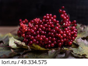 red viburnum berries on a branch on the table with leaves. Стоковое фото, агентство Ingram Publishing / Фотобанк Лори