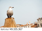 a bird gull sits on a log against the backdrop of Venetian houses. Стоковое фото, агентство Ingram Publishing / Фотобанк Лори