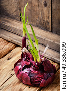 onion for sowing. Sprouted bulb onion on retro wooden background. Стоковое фото, агентство Ingram Publishing / Фотобанк Лори