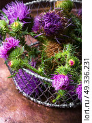 milk thistle flower. Silybum marianum.Wild medicinal plant thistle on retro background. Стоковое фото, агентство Ingram Publishing / Фотобанк Лори