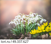 Pretty snowdrop flowers at spring outdoor nature background. Стоковое фото, агентство Ingram Publishing / Фотобанк Лори