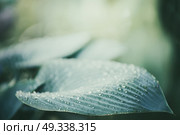 Close up of ornamental Hosta plant leaf with water drops. Стоковое фото, агентство Ingram Publishing / Фотобанк Лори