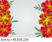 Abstract Tagetes Flower Realistic Vector Frame Background. EPS10. Abstract Tagetes Flower Realistic Vector Frame Background. Стоковая иллюстрация, агентство Ingram Publishing / Фотобанк Лори