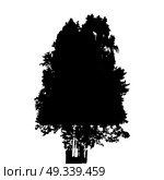 Black and White Silhouette of Deciduous Tree, whose branches develop in the wind. Vector Illustration. EPS10. Black and White Silhouette of Deciduous Tree, whose branches dev. Стоковая иллюстрация, агентство Ingram Publishing / Фотобанк Лори