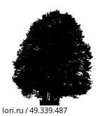Black and White Silhouette of Deciduous Tree, whose branches develop in the wind. Vector Illustration. EPS10. Black and White Silhouette of Deciduous Tree, whose branches dev. Стоковая иллюстрация, агентство Ingram Publishing / Фотобанк Лори