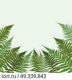 Fern Leaf Vector Background Illustration EPS10. Fern Leaf Vector Background Illustration. Стоковая иллюстрация, агентство Ingram Publishing / Фотобанк Лори