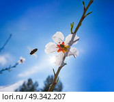 Almond flower tree with bee pollination in spring at Mediterranean. Стоковое фото, агентство Ingram Publishing / Фотобанк Лори