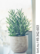House plant succulent  Senecio serpens or Blue Chalksticks in white pot at window background, close up. Стоковое фото, агентство Ingram Publishing / Фотобанк Лори