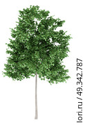 tulip tree isolated on white background. 3d illustration. Стоковое фото, агентство Ingram Publishing / Фотобанк Лори
