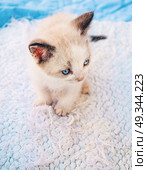 Young siamese kitty . Стоковое фото, агентство Ingram Publishing / Фотобанк Лори
