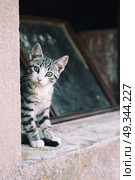 little alley kitty . Стоковое фото, агентство Ingram Publishing / Фотобанк Лори