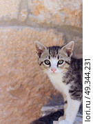 Little alley kitty . Стоковое фото, агентство Ingram Publishing / Фотобанк Лори