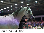 portrait of grey arabian horse. Стоковое фото, агентство Ingram Publishing / Фотобанк Лори