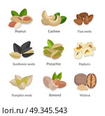 Set of seeds and nuts vector illustrations. Set of seeds and nuts vector. Flat design. Collection of traditional snacks. Walnut, cashew, pistachio, peanut, almond, popcorn, sunflower, pumpkin flax seeds illustrations Isolated on white. Стоковая иллюстрация, агентство Ingram Publishing / Фотобанк Лори