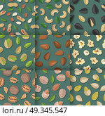 Seamless vector patterns with nuts and seeds. Flat design. Traditional snacks. Ornament for wallpapers, polygraphy, textiles, web page design, surface textures. Isolated on colored background.. Set of Seamless Patterns with Nuts and Seeds. Стоковая иллюстрация, агентство Ingram Publishing / Фотобанк Лори