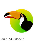 Toucan Bird Flat Design Vector Illustration. Toucan vector. Animals of rainy Amazonian forests in flat design. Fauna of South America. Wild life in tropics concept for posters, childrens books illustrating. Beautiful toucan isolated on white. Стоковая иллюстрация, агентство Ingram Publishing / Фотобанк Лори