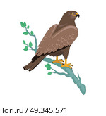 Hawk Flat Design Vector Illustration. Hawk vector. Predatory birds wildlife concept in flat style design. World fauna illustration for prints, posters, childrens books illustrating. Beautiful hawk seating on brunch isolated on white. Стоковая иллюстрация, агентство Ingram Publishing / Фотобанк Лори