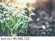 Snowdrops flowers with sun rays, outdoor springtime. Стоковое фото, агентство Ingram Publishing / Фотобанк Лори