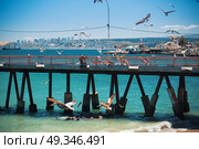 feeding the pelicans and sea lions in the UNESCO World Heritage port city of Valparaiso in Chile. Стоковое фото, агентство Ingram Publishing / Фотобанк Лори