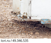 Bees flying at  hive entrance. close up. Стоковое фото, агентство Ingram Publishing / Фотобанк Лори