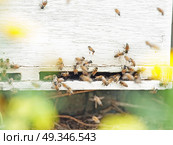 Bees flying at  hive entrance. close up. Стоковое фото, агентство Ingram Publishing / Фотобанк Лори