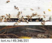 Bees flying at  hive entrance. close up. Стоковое фото, агентство Ingram Publishing / Фотобанк Лори
