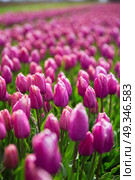 purple tulip fields are growing every year in the Netherlands. Стоковое фото, агентство Ingram Publishing / Фотобанк Лори
