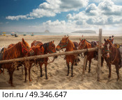 Peruvian Paso - horse breed. This breed is protected by the Peruvian government. Стоковое фото, агентство Ingram Publishing / Фотобанк Лори