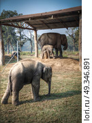 elephants in Chitwan. In the jungles of Nepal. Стоковое фото, агентство Ingram Publishing / Фотобанк Лори