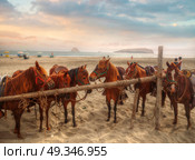 Peruvian Paso - horse breed. This breed is protected by the Peruvian government. Стоковое фото, агентство Ingram Publishing / Фотобанк Лори