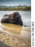 elephants in Chitwan. In the jungles of Nepal. Стоковое фото, агентство Ingram Publishing / Фотобанк Лори