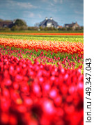 pink, red and orange tulip field in North Holland during spring. Стоковое фото, агентство Ingram Publishing / Фотобанк Лори