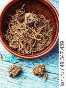 Roots and rhizomes Valerian officinalis. Traditional remedy from valerian roots in a mortar.Herbal medicine. Стоковое фото, агентство Ingram Publishing / Фотобанк Лори